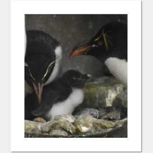 Rockhopper Penguin family Posters and Art